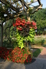 Biltmore_gardens35.jpg