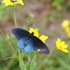 flowers_at_Craggy_gardens6.jpg