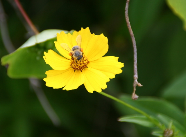 ../pictures/flowers_at_Craggy_gardens10.jpg