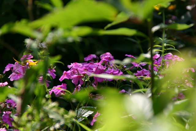 ../pictures/flowers_at_Craggy_gardens12.jpg