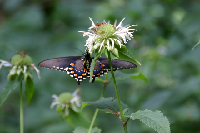 ../pictures/flowers_at_Craggy_gardens13.jpg