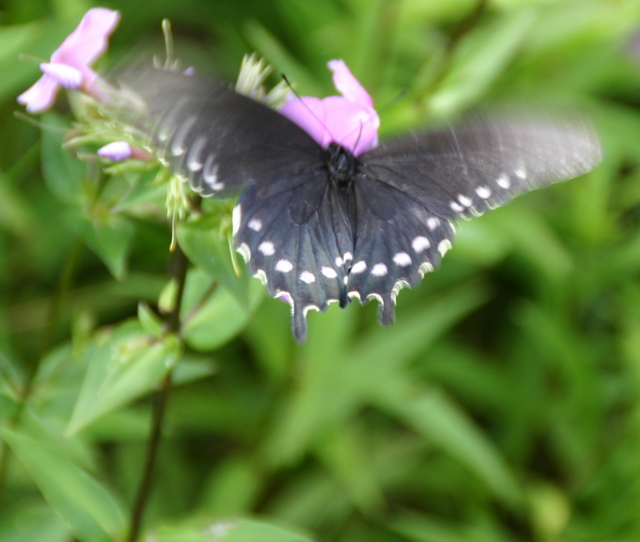 ../pictures/flowers_at_Craggy_gardens4.jpg