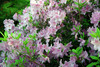 azalea_garden1.jpg