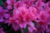 azalea_garden12.jpg