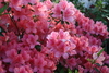 azalea_garden17.jpg