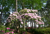 azalea_garden28.jpg