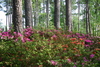 azalea_garden31.jpg