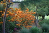 azalea_garden38.jpg