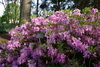 azalea_garden39.jpg