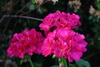 azalea_garden41.jpg