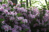 azalea_garden49.jpg