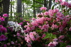 azalea_garden5.jpg