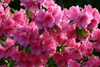 azalea_garden54.jpg