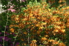 azalea_garden60.jpg