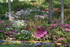 azalea_garden62.jpg