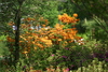 azalea_garden63.jpg