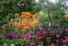 azalea_garden8.jpg