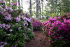 azalea_garden9.jpg