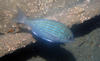 blue_striped_fish.jpg