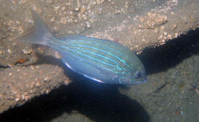 ../pictures/blue_striped_fish.jpg