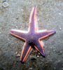 star_fish2.jpg