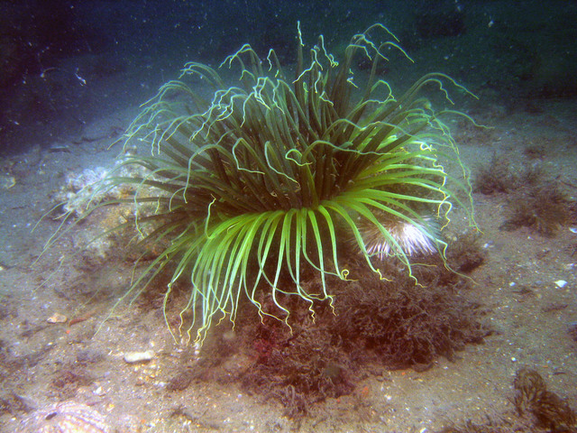 ../pictures/anemone3.jpg