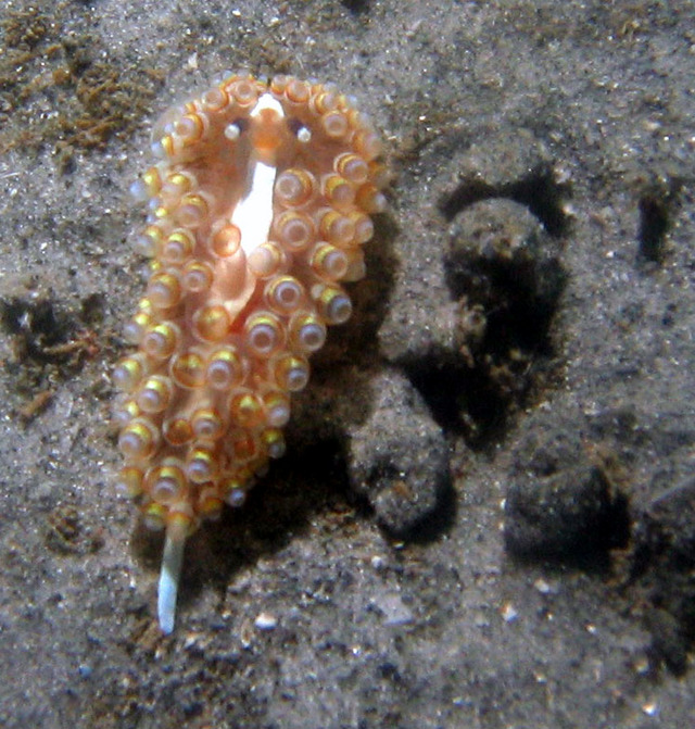 ../pictures/nudibranch2.jpg