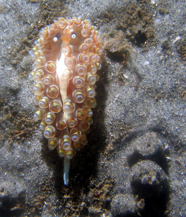../pictures/nudibranch3.jpg