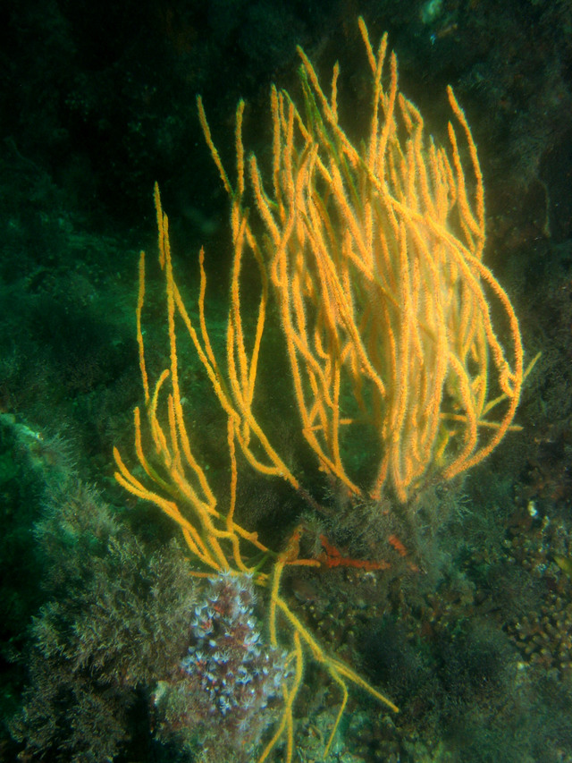 ../pictures/yellow_coral.jpg