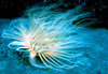 anemone2.jpg