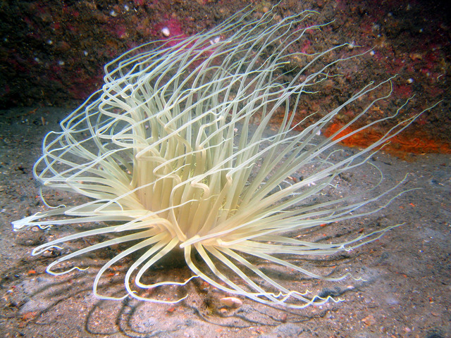 ../pictures/anemone1.jpg