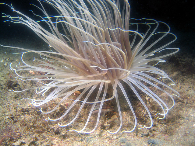 ../pictures/anemone3.jpg
