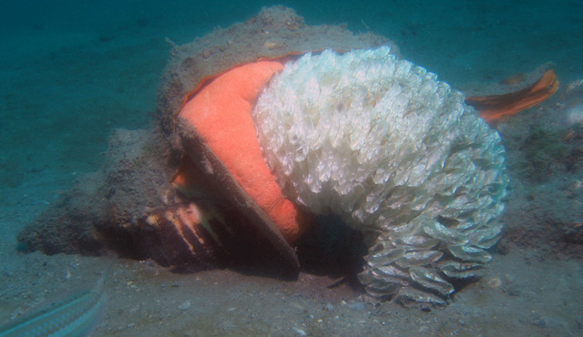 ../pictures/conch_laying_eggs1.jpg