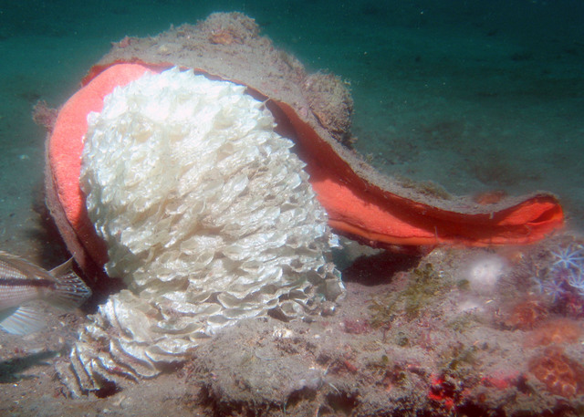 ../pictures/conch_laying_eggs3.jpg