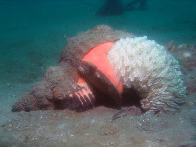 ../pictures/conch_laying_eggs6.jpg
