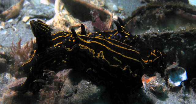 ../pictures/nudibranch3.jpg