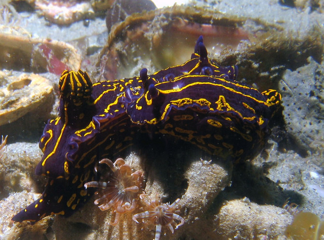 ../pictures/nudibranch5.jpg