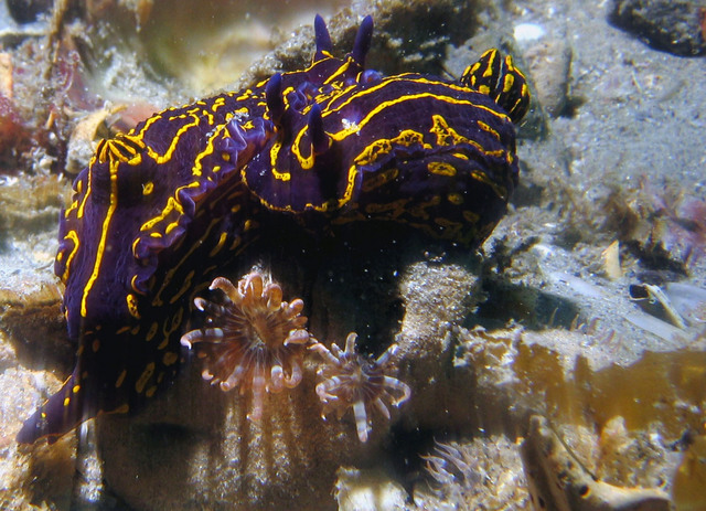 ../pictures/nudibranch6.jpg