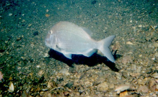 ../pictures/african_pompano_fish.jpg