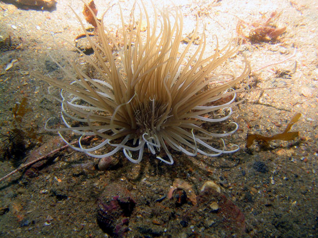 ../pictures/anemone.jpg