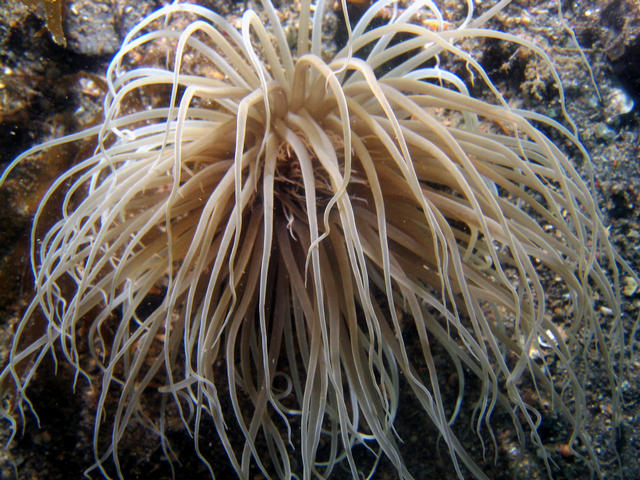 ../pictures/anemone2.jpg