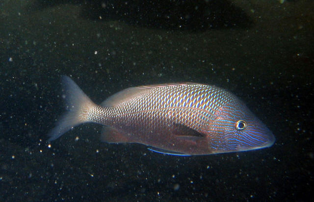 ../pictures/blue_fish2.jpg