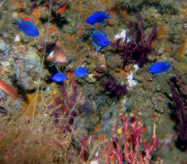 ../pictures/blue_reef_fish3.jpg