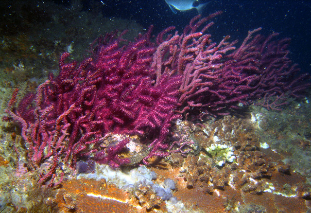 ../pictures/purple_soft_coral2.jpg