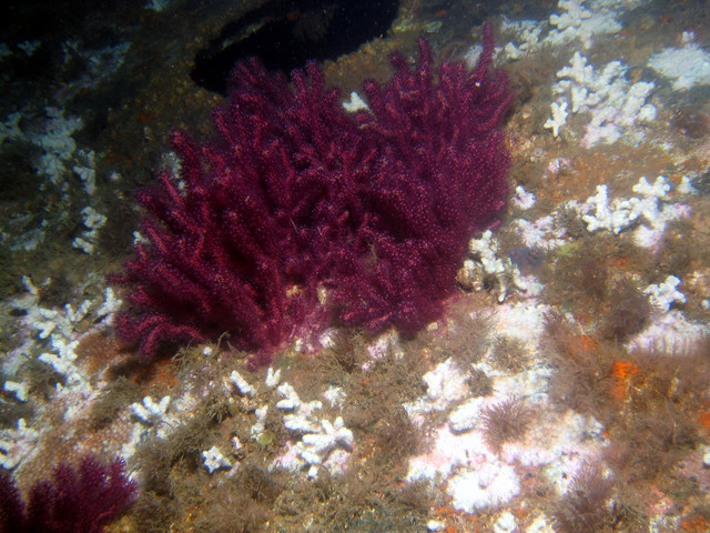 ../pictures/purple_soft_coral4.jpg