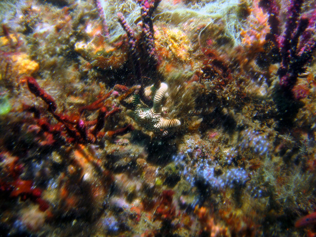 ../pictures/star_fish.jpg
