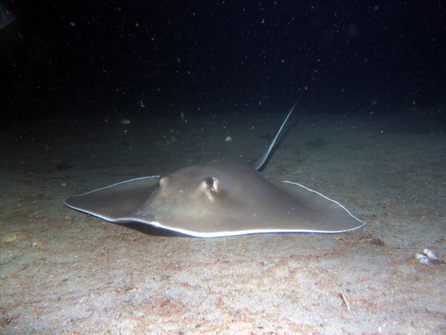 ../pictures/sting_ray3.jpg