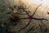 brittle_star1.jpg