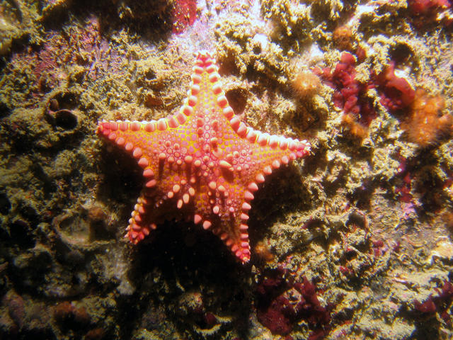 ../pictures/cookie_cutter_starfish4.jpg