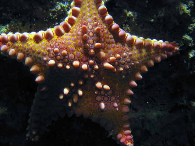 ../pictures/cookie_cutter_starfish6.jpg